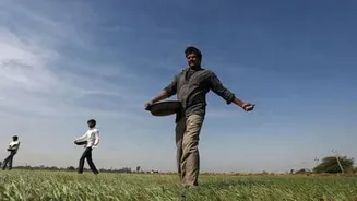 यूरिया की कीमतों में आई 40 फीसदी की गिरावट, भारतीय किसानों को बड़ी राहत
