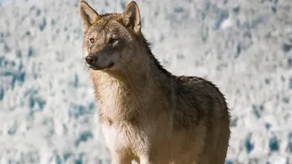 Wildlife Tourism Follows the Recovery of Wolves in European Landscapes