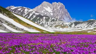 Ladakh's Twin Flower Fields Sit At An Altitude Of 10,600 Feet