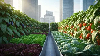 Rooftop Vegetable Patches Supply High End Organic Cafes Across Cities