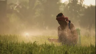 National Agriculture Insurance Scheme Offers Crop Loss Protection