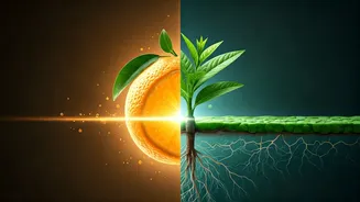 Vitamin C Brightens, Niacinamide Strengthens Your Barrier