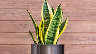 Why Low-Maintenance Snake Plants And Pothos Are Ideal Indoor Plants For Busy Students