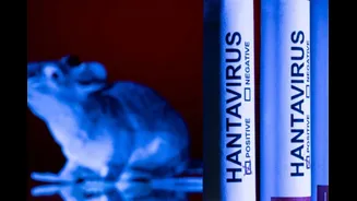 WHO Asks Countries To Prepare For More Hantavirus Cases. Is It The Next Covid-19?