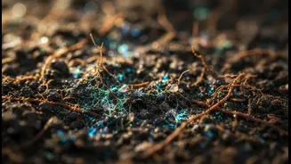 Soil Microbes Make Crop Science Feel Practical