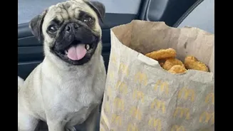 McDonald’s gives free Chicken nuggets to Dog owner drops 5 Stars rating photo