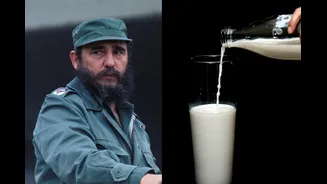 A saga de Fidel Castro para criar uma supervaca leiteira