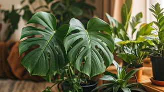Plant Parents Have Homework, And It Starts Now