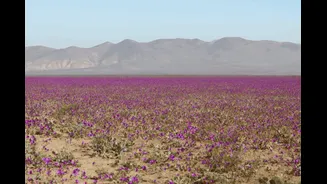 This Desert Turns Into A Sea Of Flowers — But Not For Long