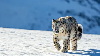 Hemis National Park: A Winter Adventure