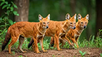 5 Indian National Parks: Spotting Dholes!
