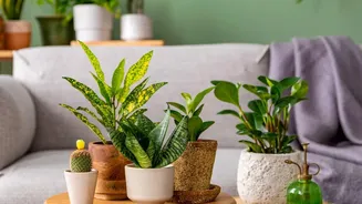 Why young urban professionals prefer low-maintenance indoor house plants over expensive mechanical air purifiers