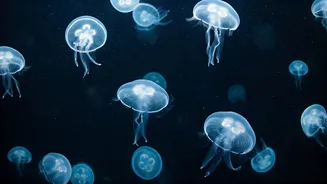 Unveiling 10 Mesmerizing Jellyfish Species: Nature's Artistry