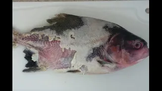 Peixes de criação brasileira são diagnosticados com bactéria grave