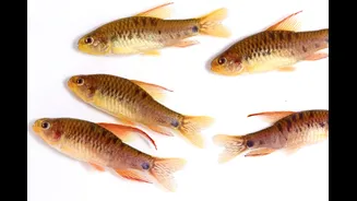 Por que os peixes não têm pelos?