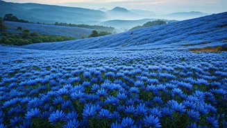 South India's Mystical Neelakurinji: Witness the Rare Blue Bloom Once Every 12 Years!