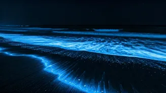 Karnataka Bioluminescent Beach Walks Go Viral For Glowing Ocean Waves