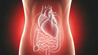 Beyond BMI: Belly Fat and Inflammation as Key Heart Failure Risk Factors