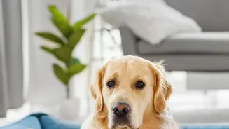 Appointment Wait Times Belong in the Household Pet-Care Checklist