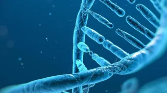 Inside DNA Study On Why Large Dogs Age Faster: Dog Size Links To A Distinct Biological Ageing Pattern