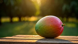 Lucknow Mango Culture Restores Pride For Small Indian Farmers