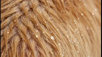 Wet Fur Can Create Skin Problems If Pet Parents Skip Drying