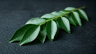Curry Leaves Add Instant Flavor Boost
