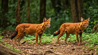 5 National Parks in India: Spot Endangered Wild Dogs!