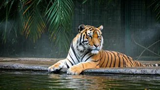 Ahmedabad Zoo's Summer Shield: Cooling Strategies for Animals Amidst Soaring Temperatures