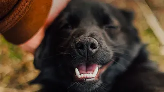 Ticks Can Be Hard To Spot, Making Regular Checks Important For Dogs During Outdoor Seasons