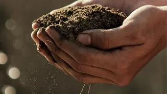 How To Prepare Soil Mixes For Repotting Indoor Plants That Support Delicate Root Revival