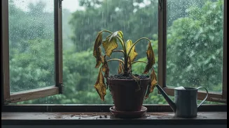 Monsoon Watering Mistakes Can Make Indoor-Outdoor Plants Struggle Fast