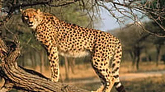 Book Cheetah Safaris at Kuno Park This October