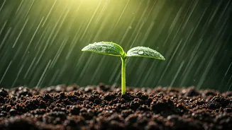 Nature's Symphony: How Rain Sounds Trigger Plant Growth and Seed Germination