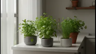 How to maintain consistent growth of 4 low-light aromatic greens indoors this July