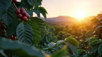 Why Coffee Estates Are The New Escape