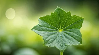 Centella Asiatica: Your Ultimate Solution for Soothing Red, Irritated Skin