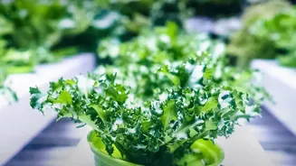 Soundwave Technology Protects Organic Crops From Insect Pests In Cities