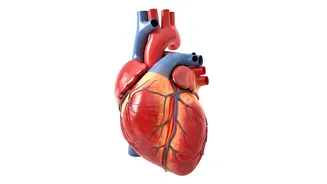 Heart Health: 4 Lifestyle Factors for a Strong Heart