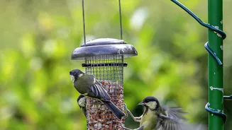 Noticing Urban Birds: How Wintering Migrants Join Native City Species In Park Feeders