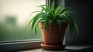 Overwatering Is The Monsoon Mistake To Avoid