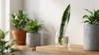 Five Plants That Can Be Grown From Cuttings: What To Know