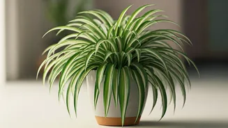 Spider Plants Make Pet Homes Feel Fresh