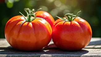 Unlock Luscious Tomatoes: The Sunlight Secrets Your Plants Crave for Peak Flavor!