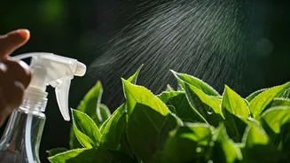 Use This 1 Kitchen Oil Spray To Save Balcony Greens