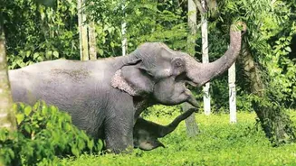 Jharkhand declares 'emergency' after elephant attack kills 22