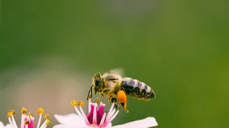 The New Chhattisgarh Pollen Study Sharpens the Question of Long-Term Climate Clues