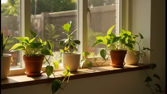 Daylight Planning Matters More Than Filling Every Surface With Pots