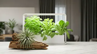 Soilless Plants Are The Lazy Home Decor Win