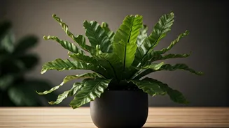 Bird's Nest Ferns Add Drama Without Danger